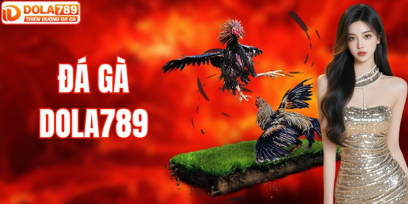 Đá Gà DOLA789| Kịch Tính Trong Từng Pha Ra Đòn Của Chiến Kê