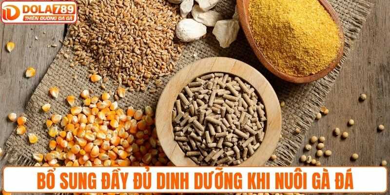 Cần bổ sung đầy đủ dinh dưỡng khi nuôi gà đá