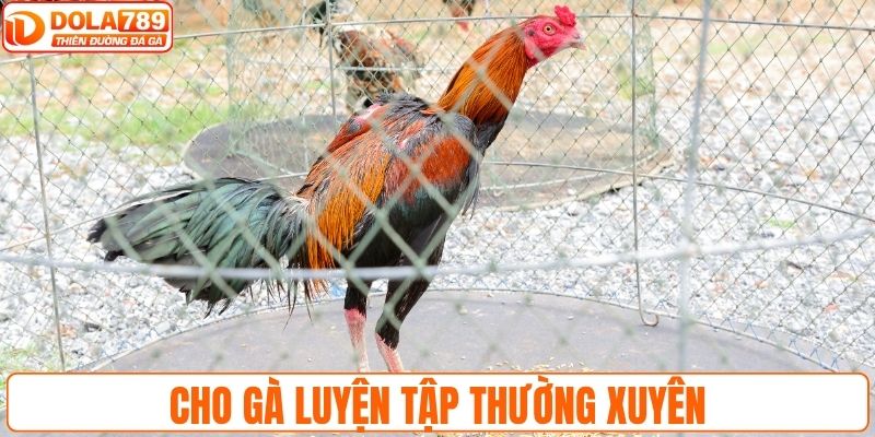 Cho gà luyện tập thường xuyên để tăng sức khỏe