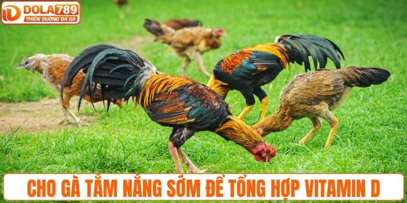 Cho gà tắm nắng sớm giúp tăng khả năng tổng hợp vitamin D