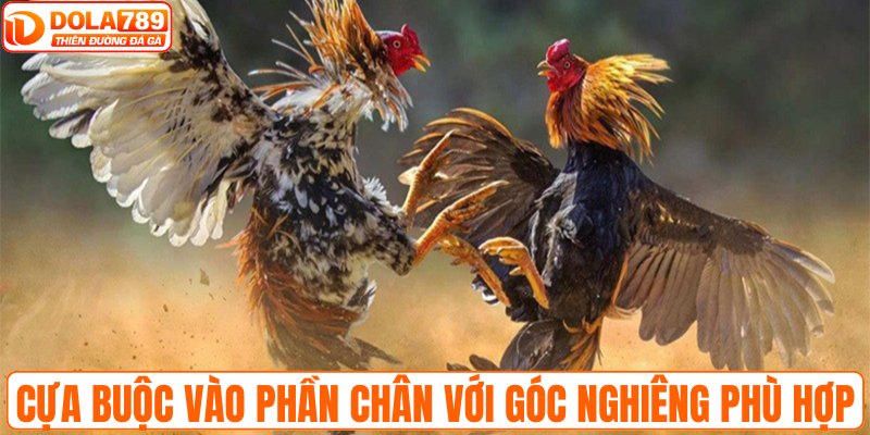 Cựa được buộc vào phần chân với góc nghiêng phù hợp