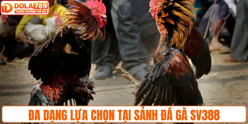 Đa dạng lựa chọn tại sảnh đá gà SV388 