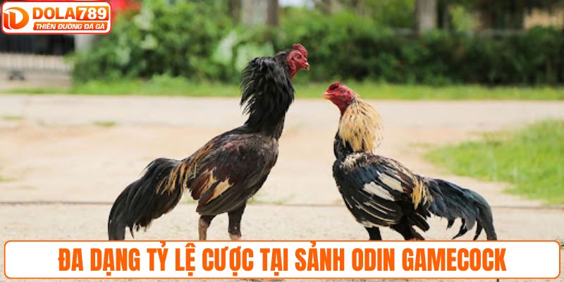Đa dạng tỷ lệ cược tại sảnh Odin Gamecock