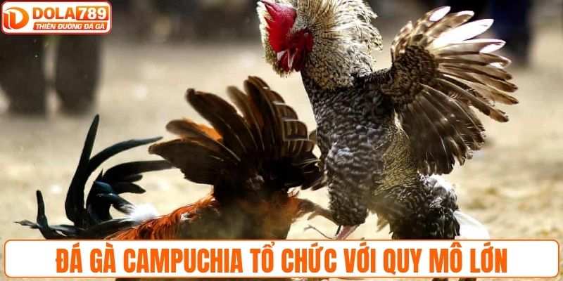 Đá gà Campuchia tổ chức với quy mô lớn