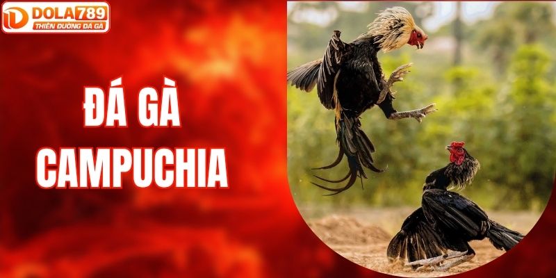 Đá Gà Campuchia - Trải Nghiệm Cá Cược Đỉnh Cao Cùng DOLA789