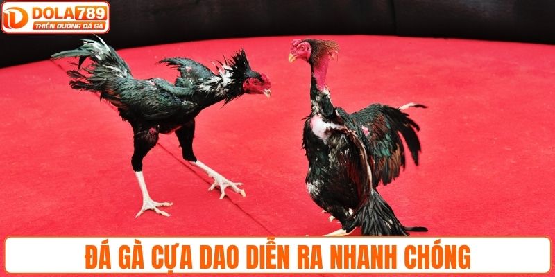 Đá gà cựa dao sát thương cao, diễn ra nhanh chóng