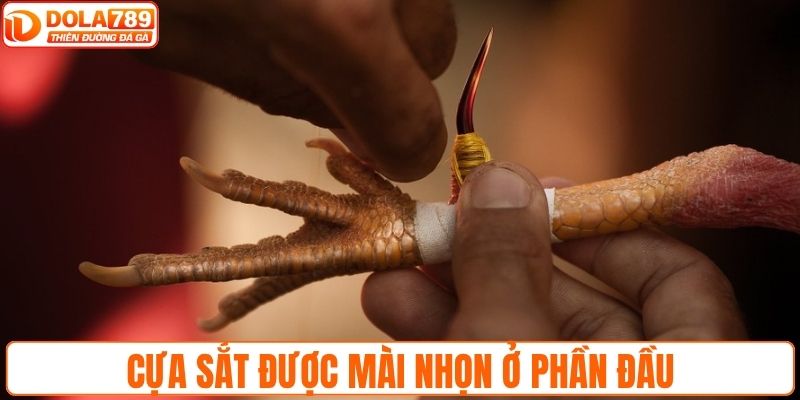 Đá gà cựa sắt với trang bị mài nhọn ở phần đầu