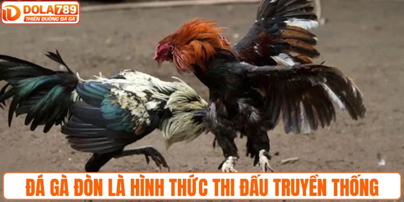 Đá gà đòn là hình thức thi đấu truyền thống