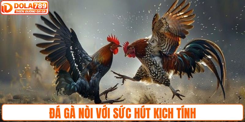 Đá gà nòi với sức hút kịch tính