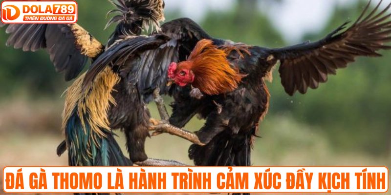 Đá gà Thomo là hành trình cảm xúc đầy kịch tính