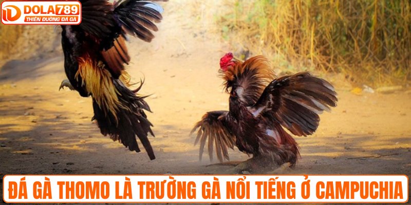 Đá gà Thomo là trường gà nổi tiếng ở Campuchia