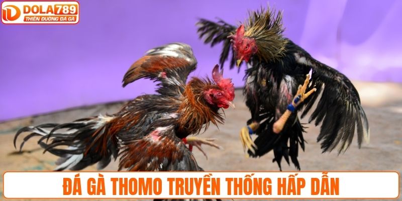 Đá gà Thomo truyền thống với nhiều trận đấu hấp dẫn