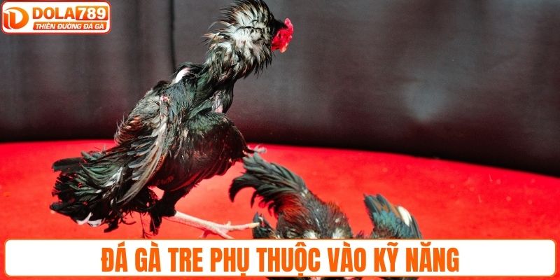 Đá gà tre chủ yếu phụ thuộc vào kỹ năng