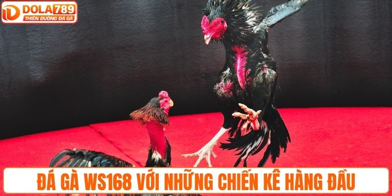 Đá gà WS168 quy tụ những chiến kê hàng đầu