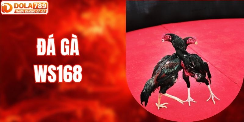 Đá Gà WS168 - Sảnh Cược Đẳng Cấp Cho Tín Đồ Đam Mê Tại DOLA789