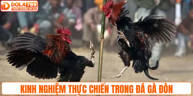 Kinh nghiệm thực chiến trong đá gà đòn