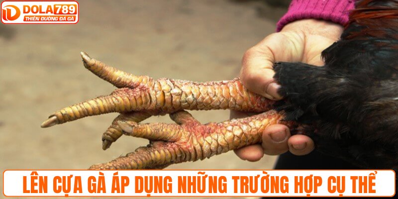 Lên cựa gà áp dụng trong những trường hợp cụ thể