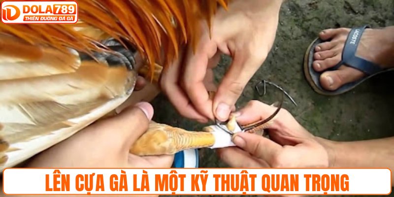 Lên cựa gà là một kỹ thuật quan trọng
