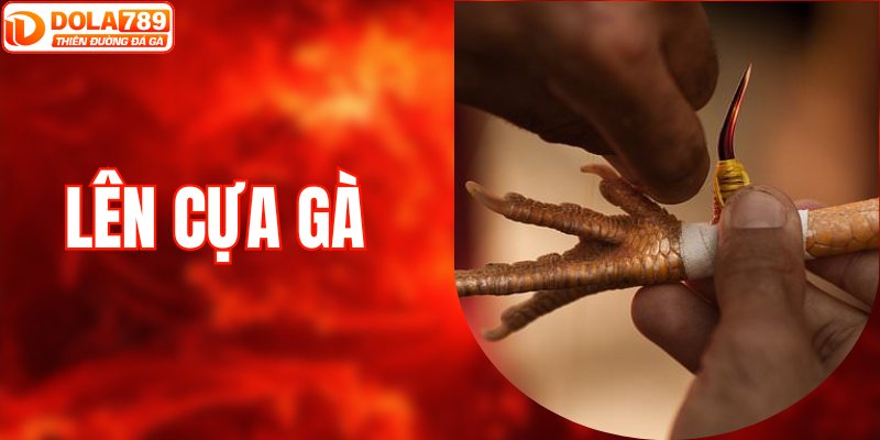 Cách Lên Cựa Gà Đúng Chuẩn Để Đấu Cực Chiến