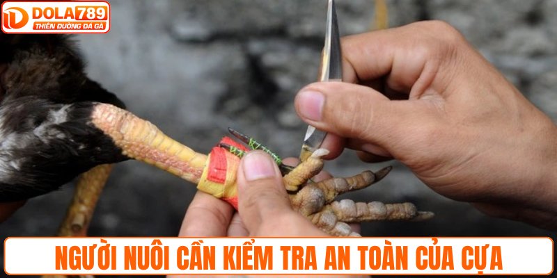 Người nuôi cần kiểm tra an toàn của cựa