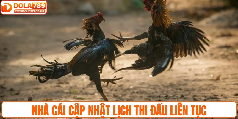 Nhà cái cập nhật lịch thi đấu liên tục
