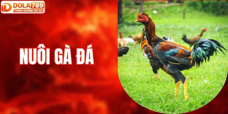Nuôi Gà Đá - Kinh Nghiệm Được Bật Mí Từ Chuyên Gia DOLA789