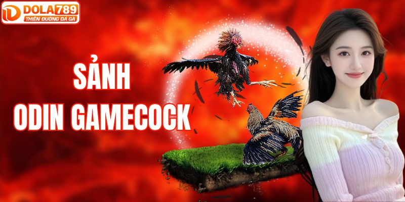 Sảnh Odin Gamecock - Đá Gà Online Đầy Kịch Tính Tại DOLA789