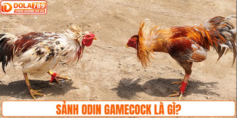 Sảnh Odin Gamecock là gì?