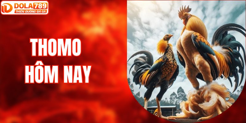Thomo Hôm Nay - Điểm Tin Những Trận Gà Đỉnh Cao Nhất