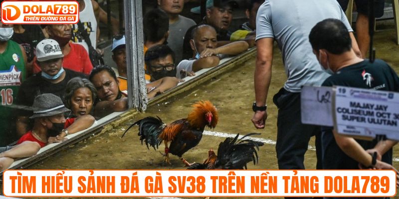 Tìm hiểu sảnh đá gà SV38 trên nền tảng DOLA789