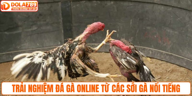 Trải nghiệm đá gà online từ các sới gà nổi tiếng