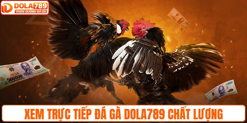 Xem trực tiếp đá gà DOLA789 chất lượng