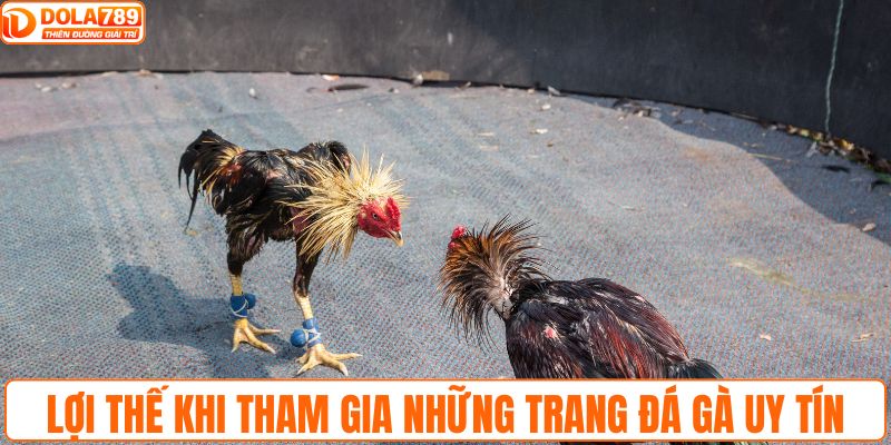 Lợi thế khi tham gia những trang đá gà uy tín