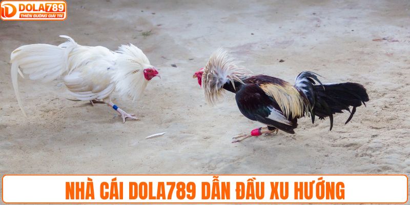 Nhà cái DOLA789 dẫn đầu xu hướng trong làng chọi kê