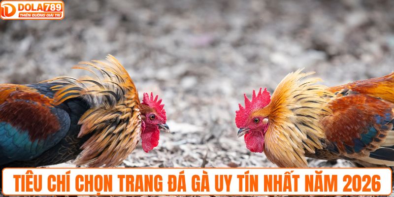 Tiêu chí chọn trang đá gà uy tín nhất năm 2026